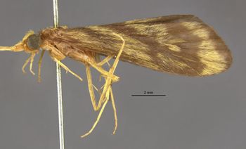 Media type: image;   Entomology 11033 Aspect: habitus lateral view